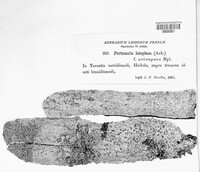 Pertusaria leioplaca image